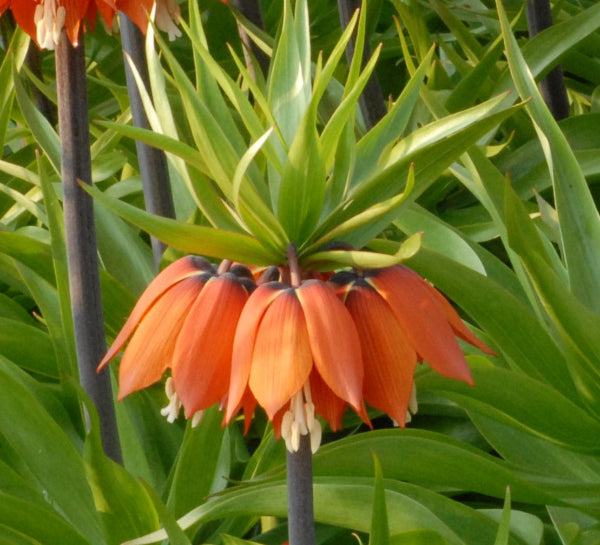 Fritillaria imperialis William Rex