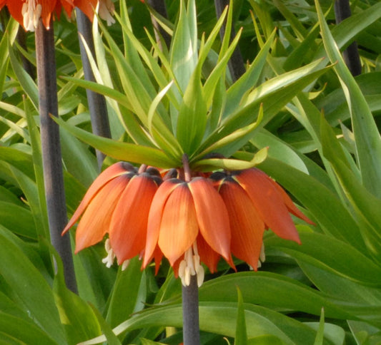 Fritillaria imperialis William Rex