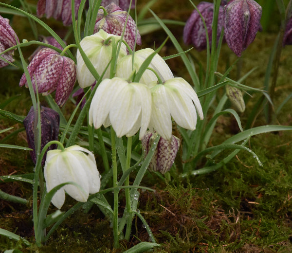 Fritillaria meleagris Alba AGM