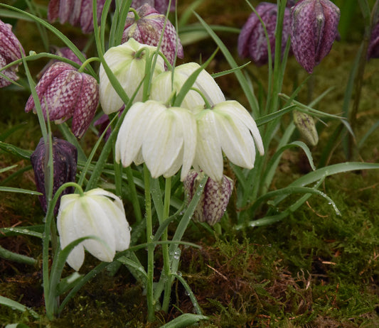 Fritillaria meleagris Alba AGM
