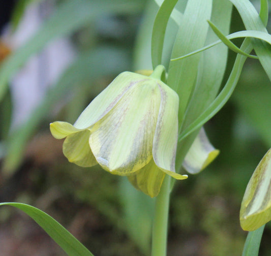 Fritillaria olivieri