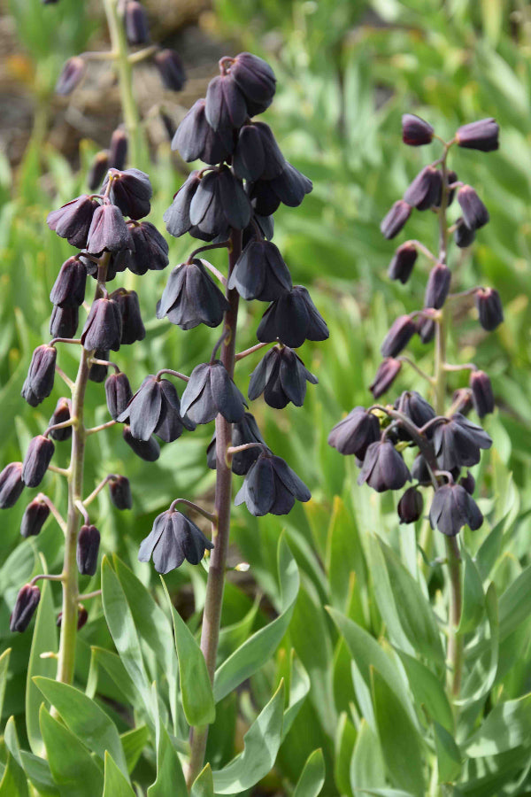 Fritillaria persica Blues Brothers