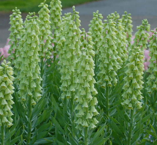 Fritillaria persica Ivory Bells AGM