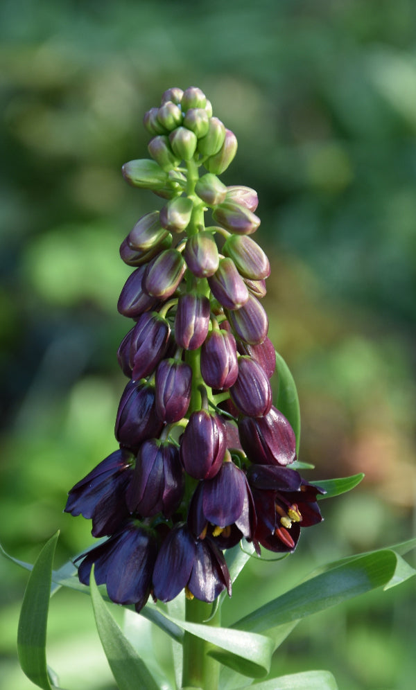Fritillaria persica Purple Dynamite AGM