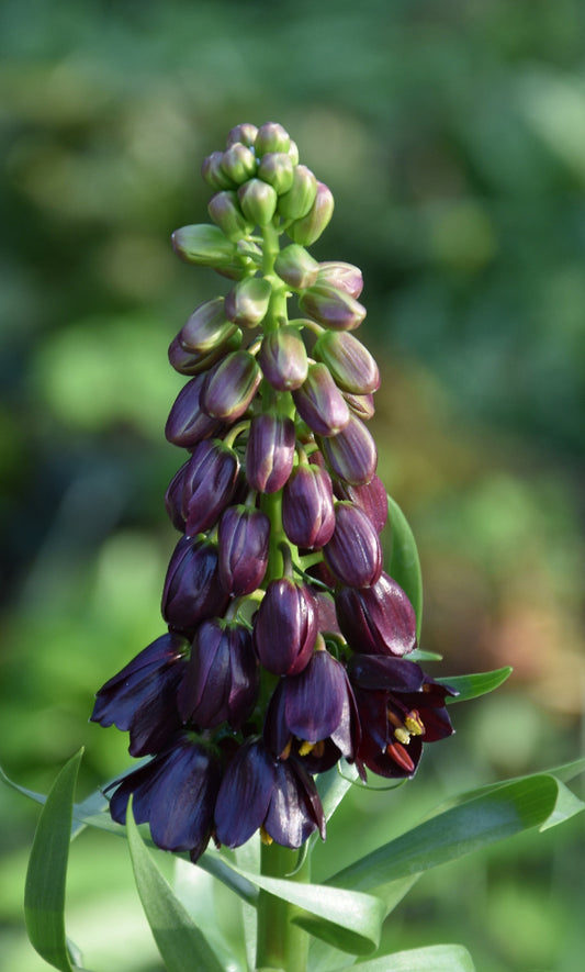 Fritillaria persica Purple Dynamite AGM