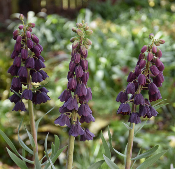 Fritillaria persica