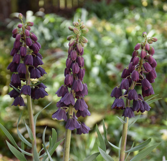 Fritillaria persica