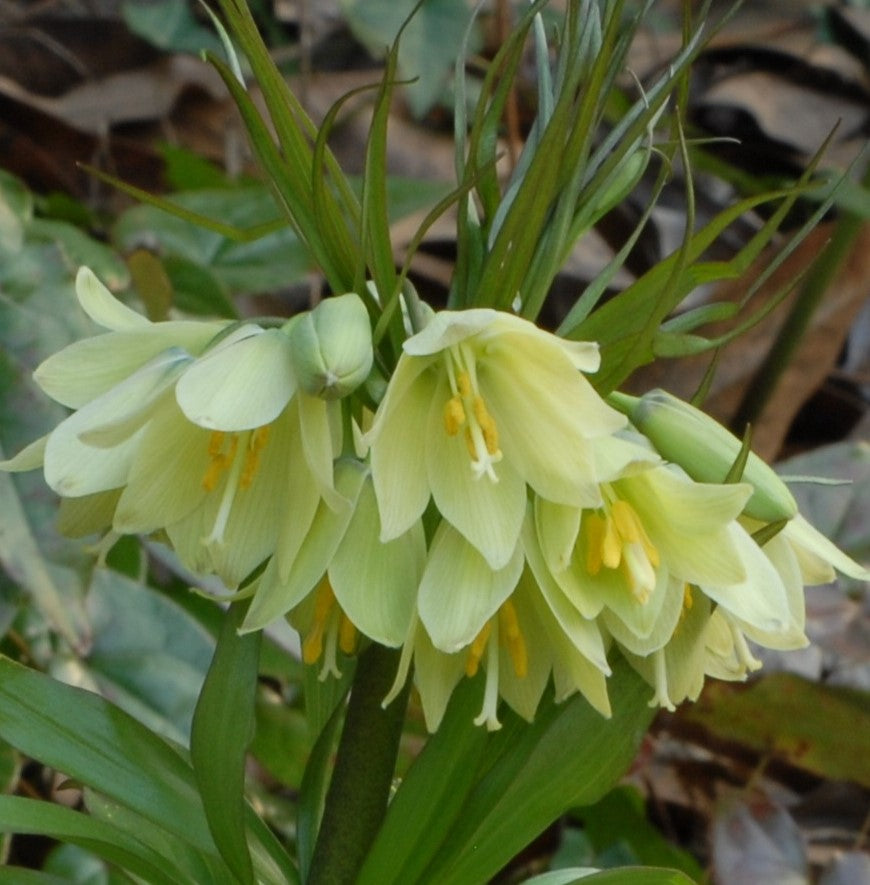 Fritillaria raddeana
