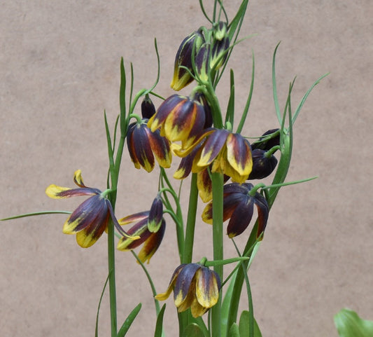 Fritillaria reuteri