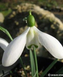 Galanthus elwesii var. monostictus. 'G.Verdi'