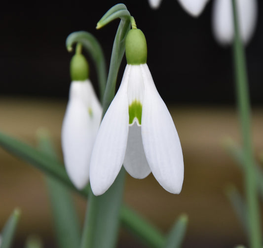 Galanthus Atkinsii AGM