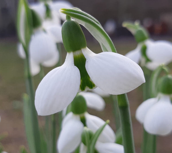 Galanthus elwesii 'Beluga'