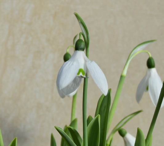 Galanthus elwesii var. monostictus. 'Benjamin Britten'