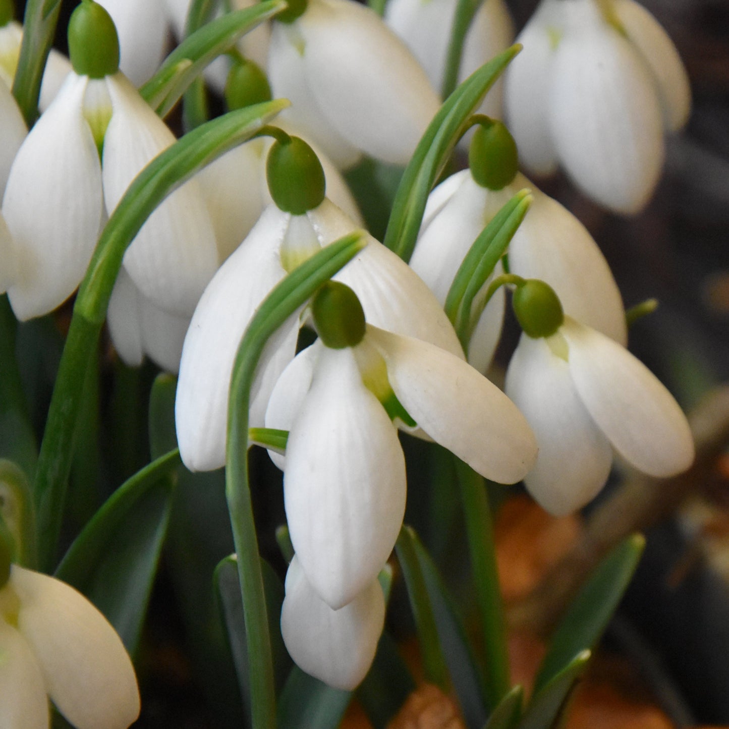 Galanthus 'Bertram Anderson'