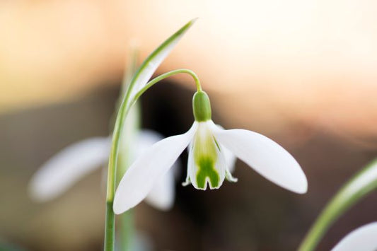 Galanthus Curley
