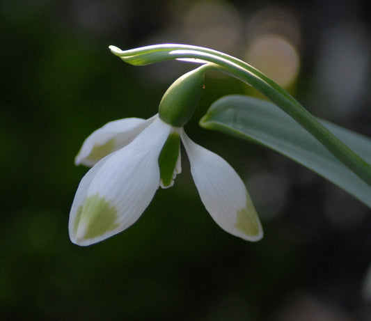 Galanthus Green Brush