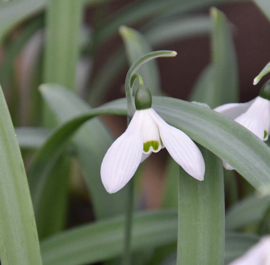Galanthus elwesii var. monostictus 'H. Purcell'