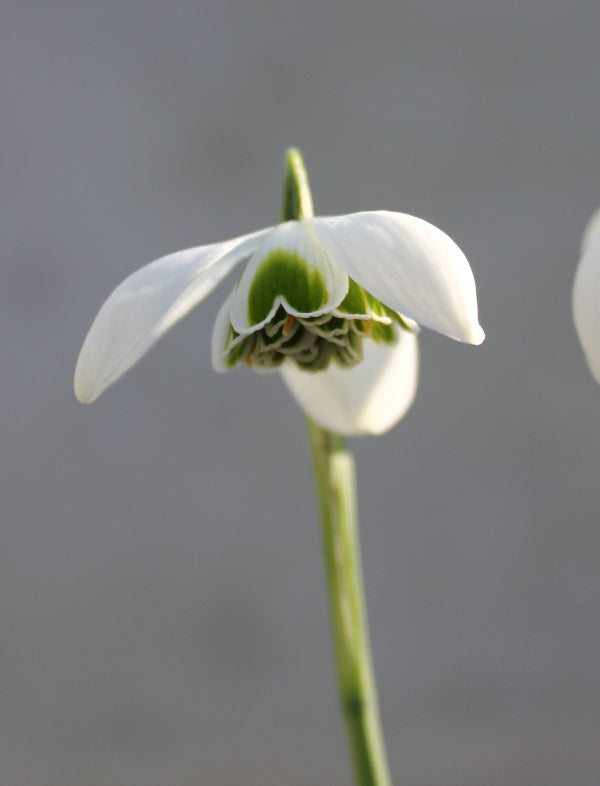 Galanthus Jacquenetta