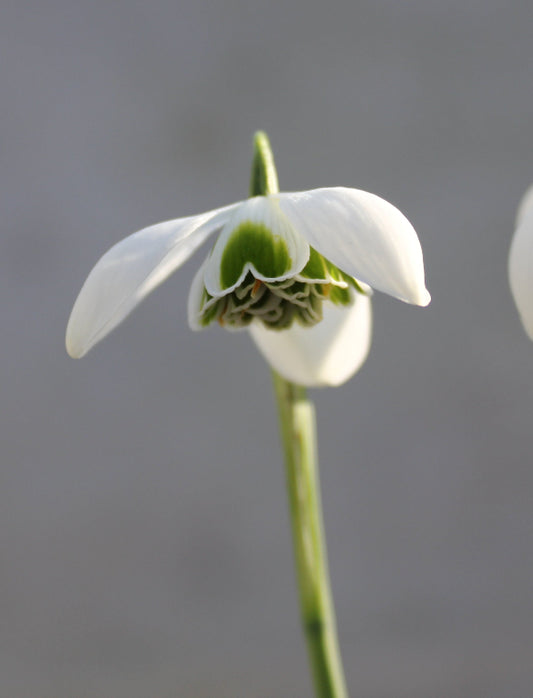 Galanthus Jacquenetta
