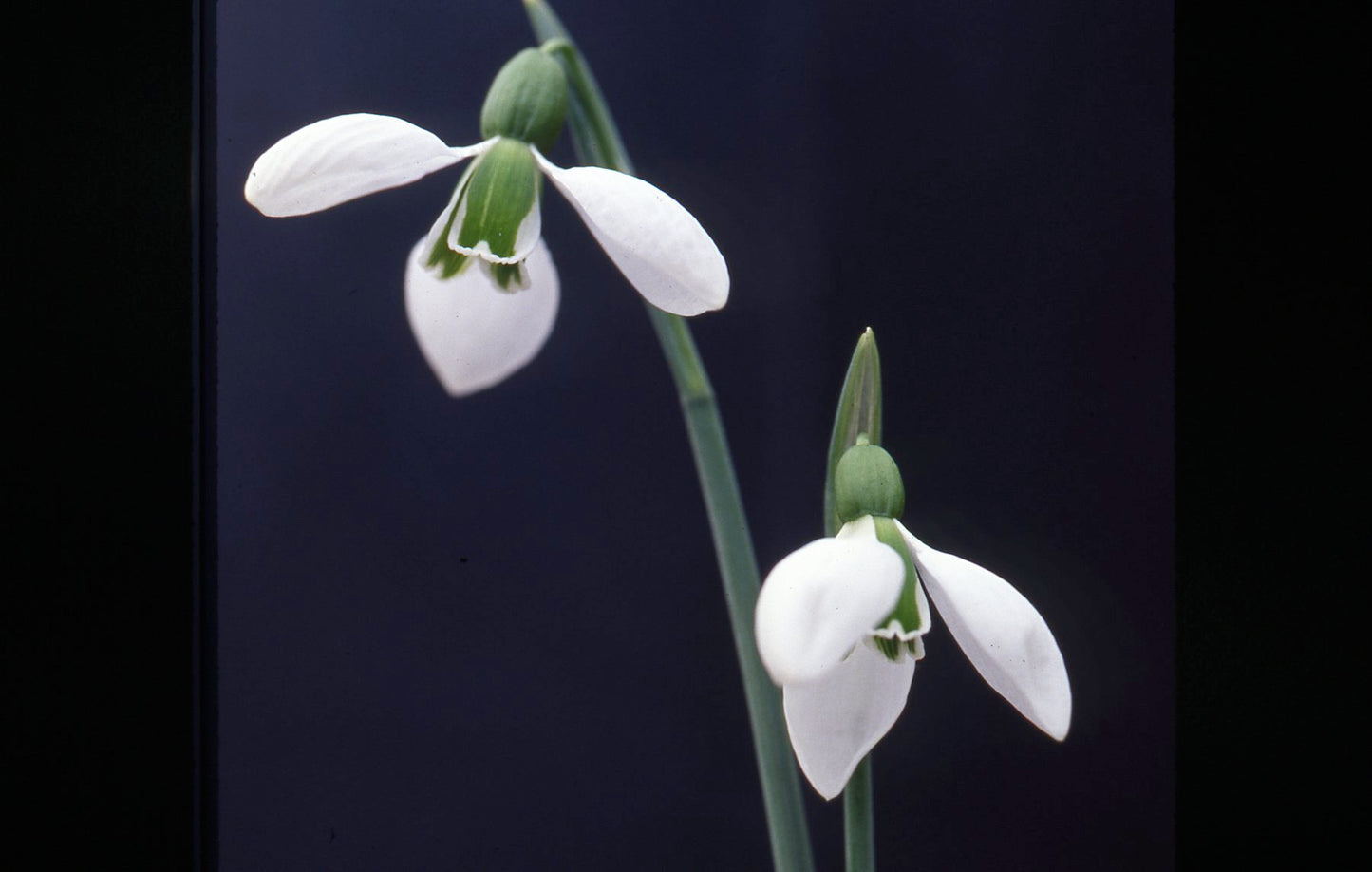 Galanthus Merlin