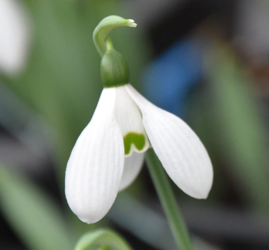Galanthus elwesii var. monostictus ‘W.A. Mozart’