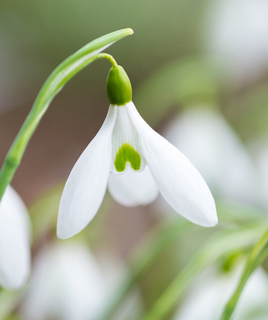 Galanthus 'James Backhouse'