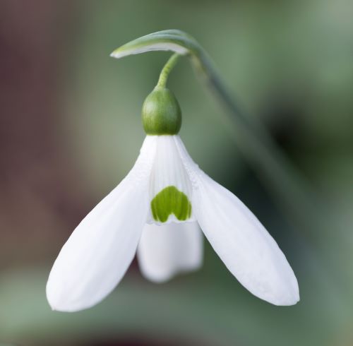Galanthus Comet