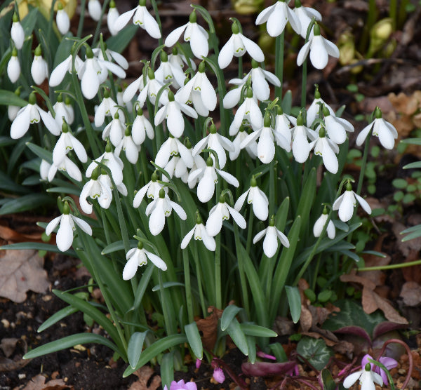 Galanthus nivalis AGM