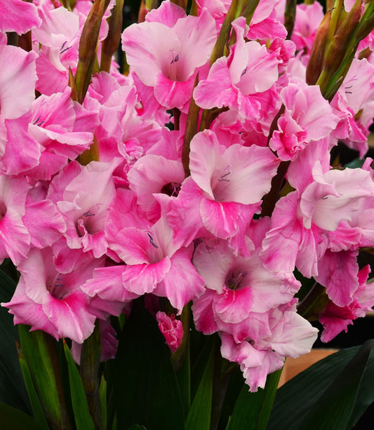 Gladiolus 'Milkshake'