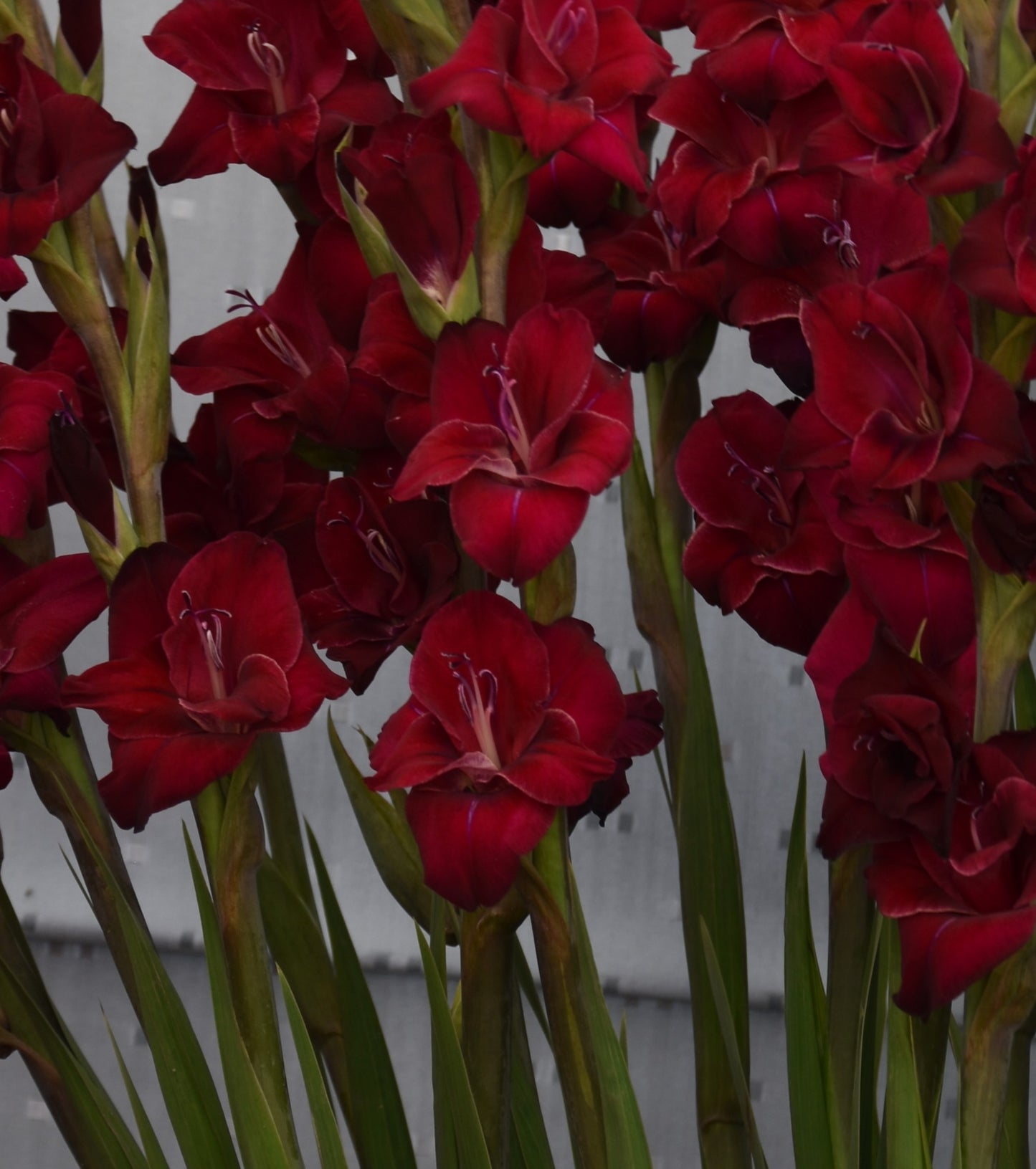 Gladiolus 'Black Star'