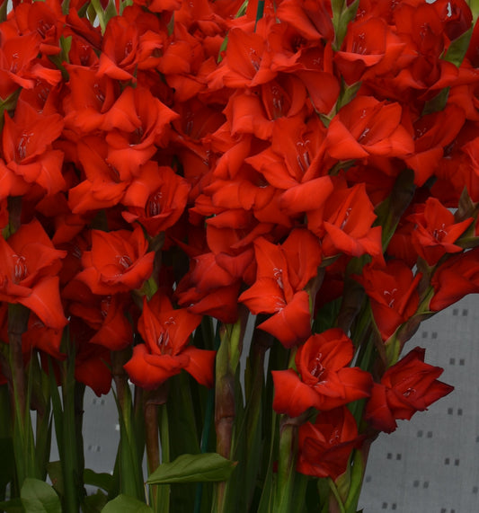 Gladiolus 'Oscar'