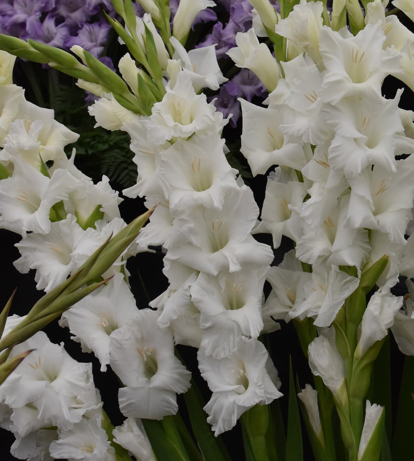 Gladiolus 'Tarantella'
