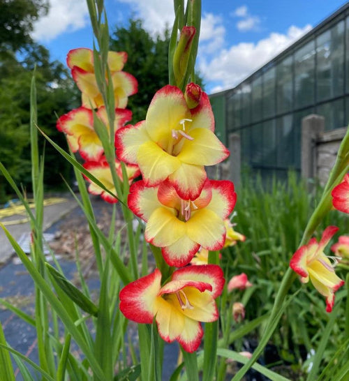Gladiolus primulinus 'Las Vegas'