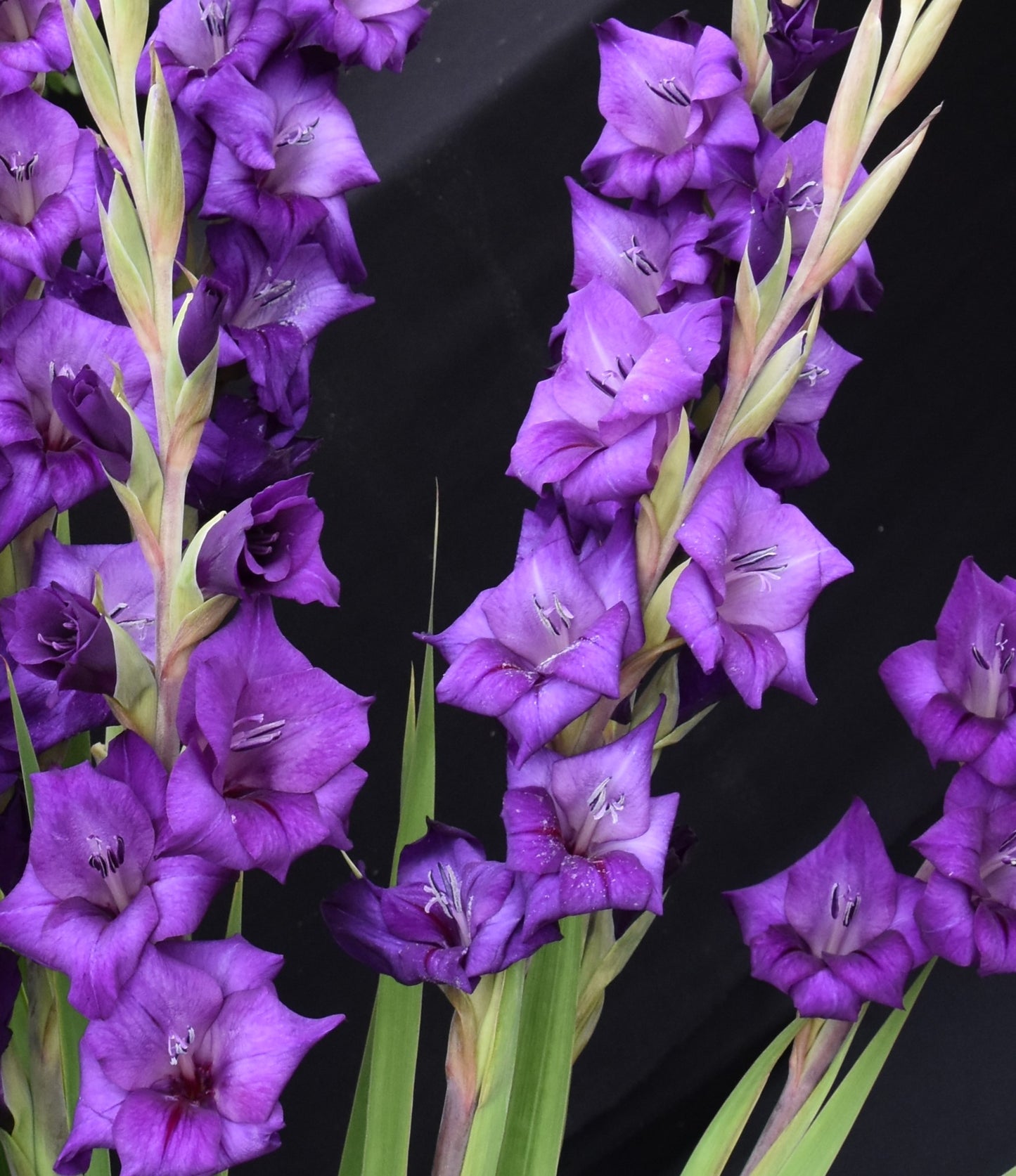 Gladiolus 'Purple Magic'
