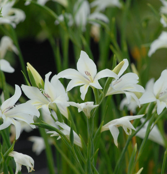 Gladiolus colviellei Alba The Bride AGM