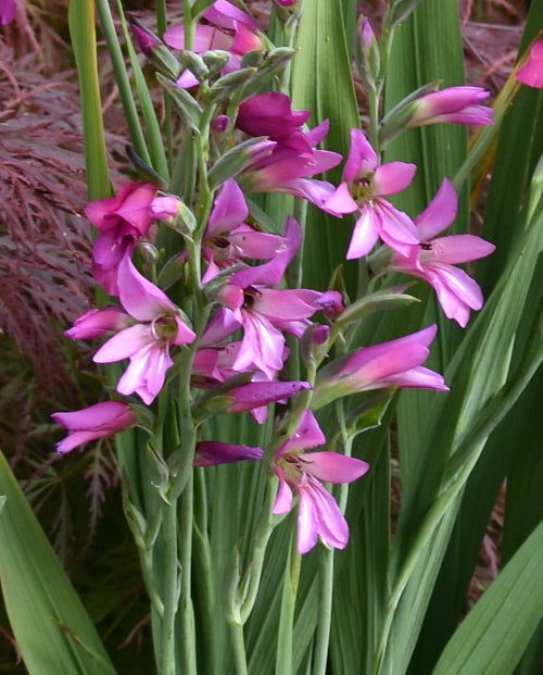 Gladiolus communis ssp.byzantinus (of hort)