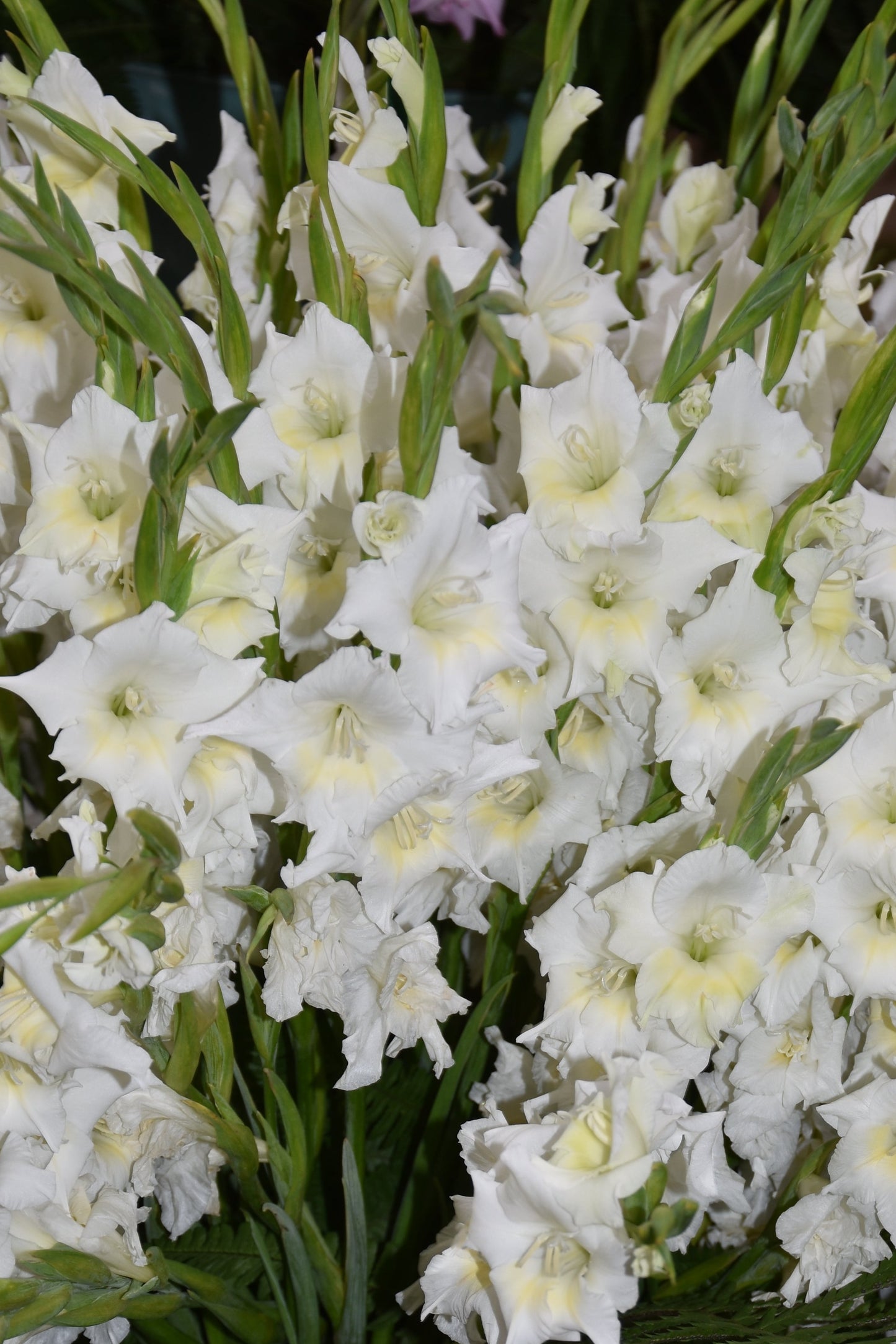 Gladiolus colvilii 'Summer Bride'