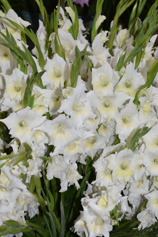Gladiolus colvilii 'Summer Bride'
