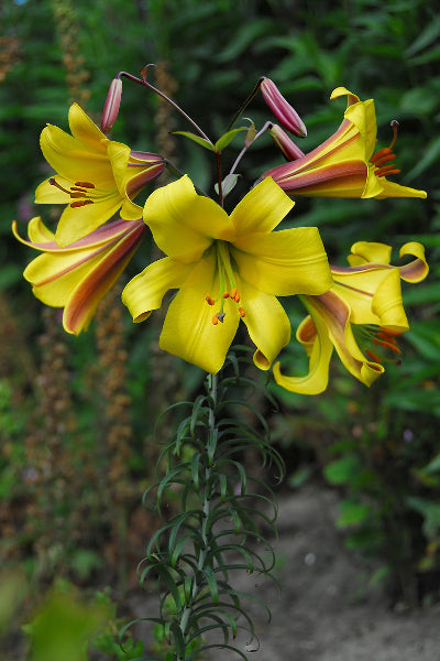 Lilium Golden Splendour AGM