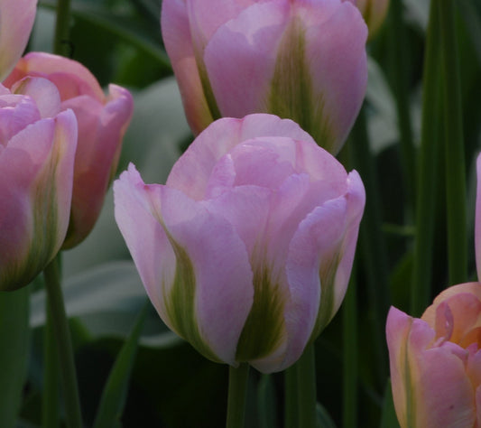 Tulip Greenland