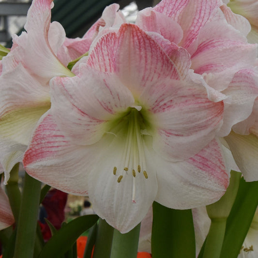Hippeastrum Appleblossom AGM (32/34)
