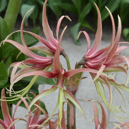 Hippeastrum Chico AGM