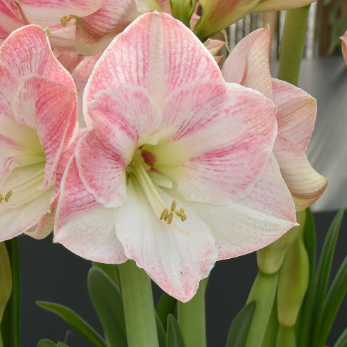 Hippeastrum Cherry Blossom (32/34)