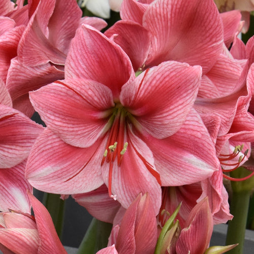 Hippeastrum Gervase (32/34)