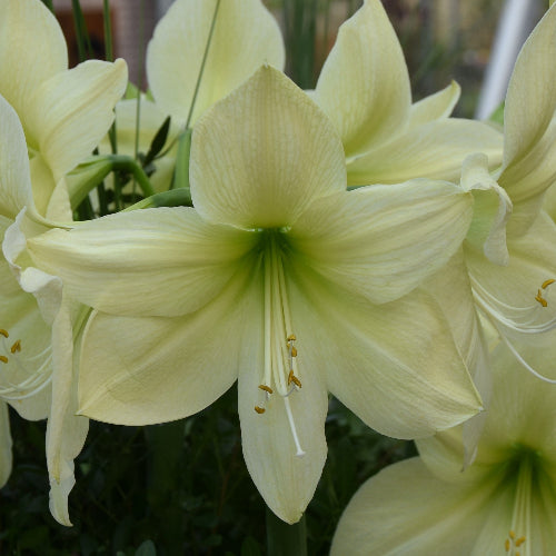 Hippeastrum Lemon Star 34/36