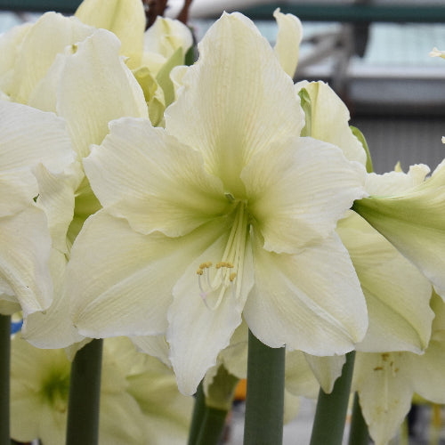 Hippeastrum Luna 32/34