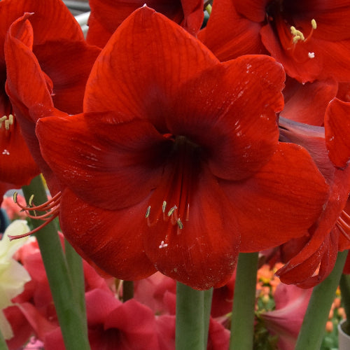 Hippeastrum Red Lion AGM (32/34)