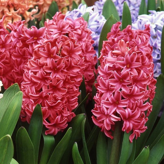 Hyacinth orientalis 'Johanna'