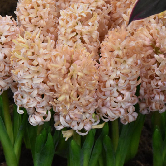 Hyacinth orientalis 'Orange Lion'