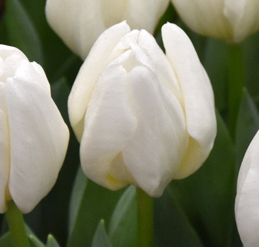 Tulip Hakuun